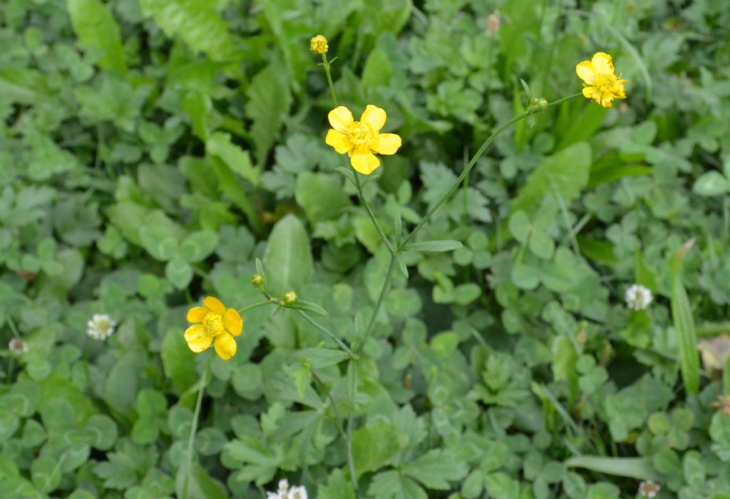 Ranunculus da specificare
